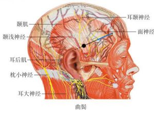 曲鬓穴-岐黄有方