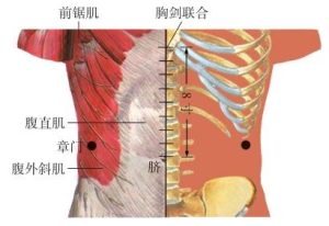 章门穴-岐黄有方