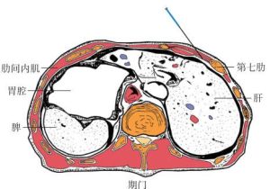 期门穴-岐黄有方